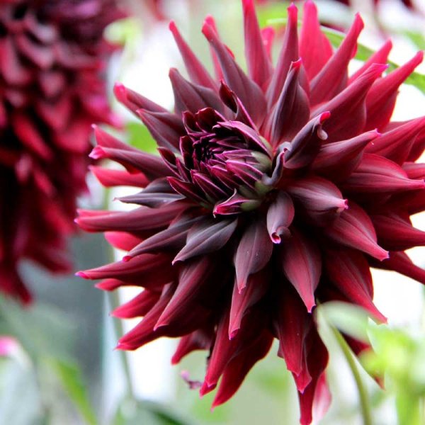 Kaktusdahlie 'RIP City'