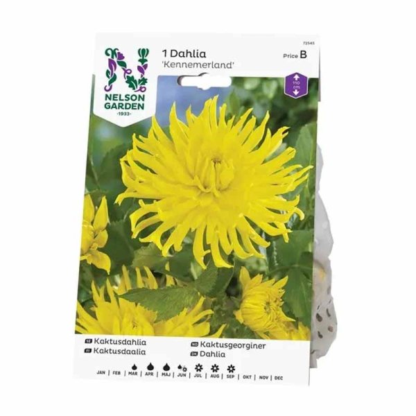 Kaktus-Dahlie 'Kennemerland'