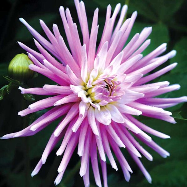 Kaktusdahlie 'Park Princess'