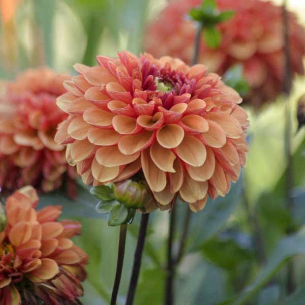 Seerosen-Dahlie 'American Sunset'
