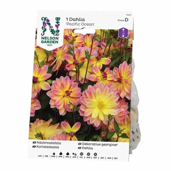 Seerosen-Dahlie 'Pacific Ocean'