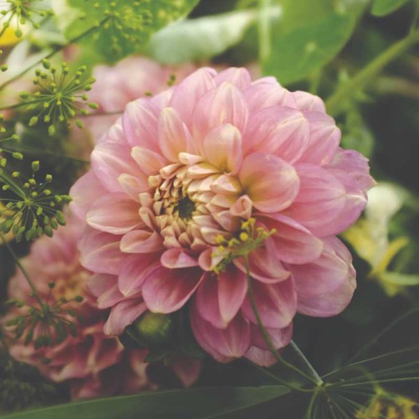 Seerosen-Dahlie 'Pink Magic'