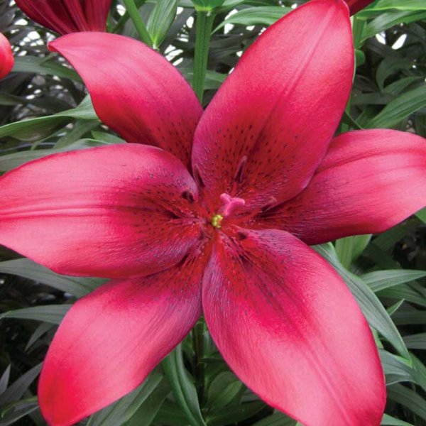 Asiatische Lilie 'Timoko'