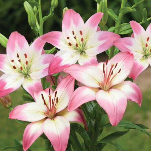 Asiatische Lilie 'Levi'