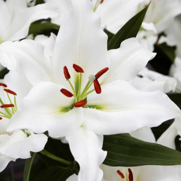 Orientlilie 'Rialto'