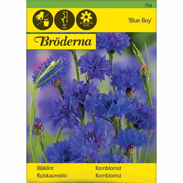 Kornblume 'Blue Boy'