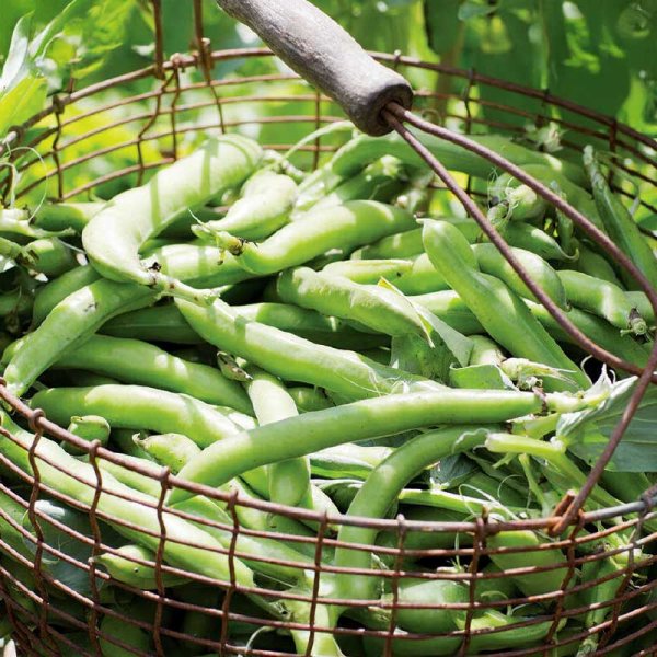 Broad Bean 'Express' Organic