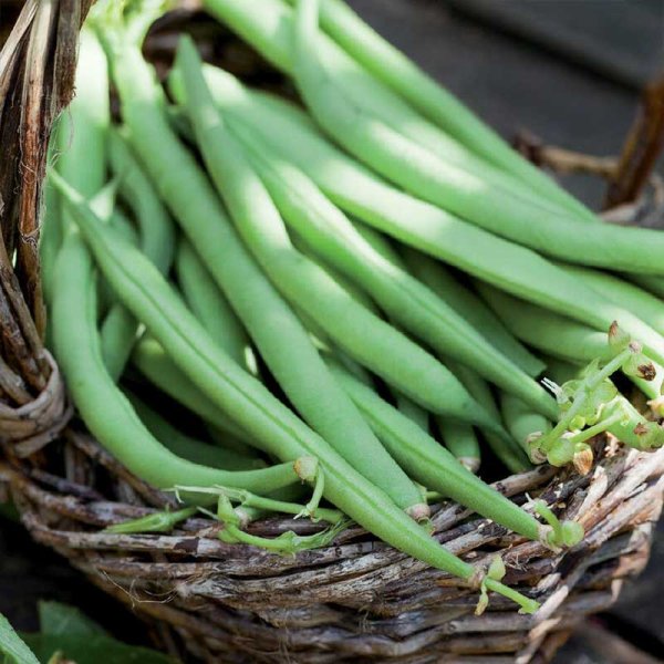 Snap Bean 'Maxi'