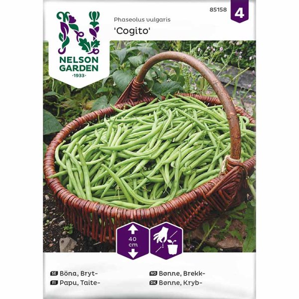 Buschbohne 'Cogito'