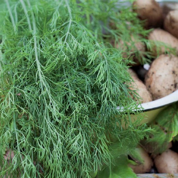 Blattdill 'Gold Crown'