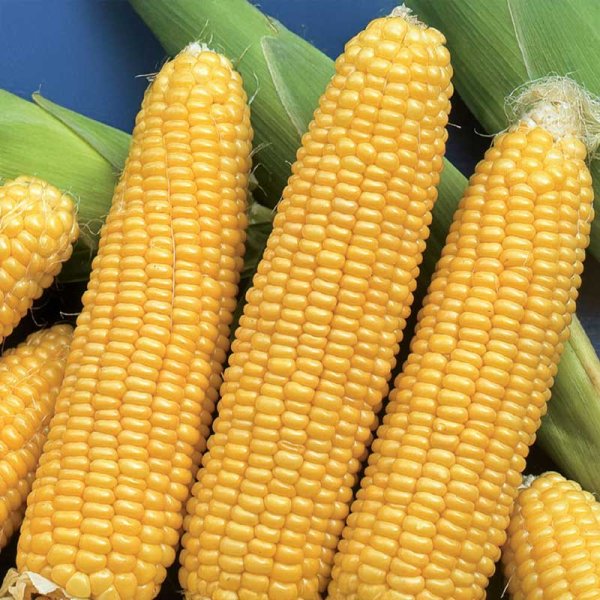 Zuckermais 'Tasty Sweet' F1