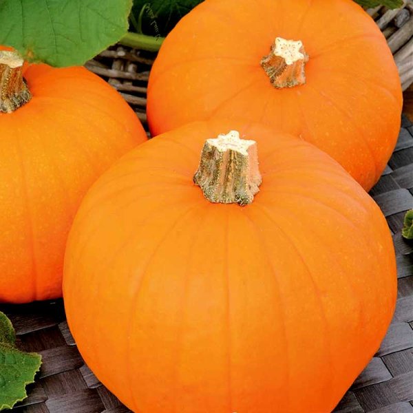 Minikürbis 'Baby Bear'