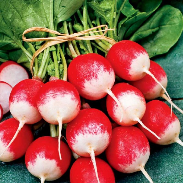 Radieschen 'Københavns Torve 2'