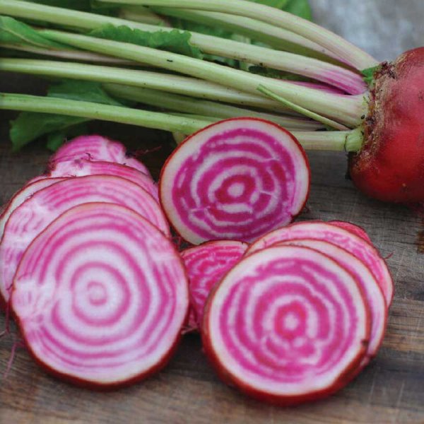 Rote Bete 'Chioggia' Bio