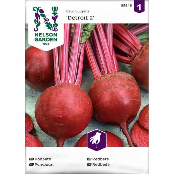 Rote Bete 'Detroit 2'