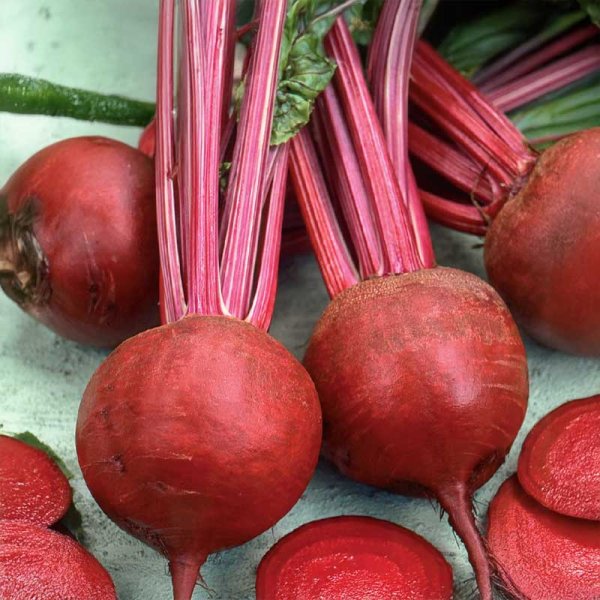 Rote Bete 'Detroit 2'