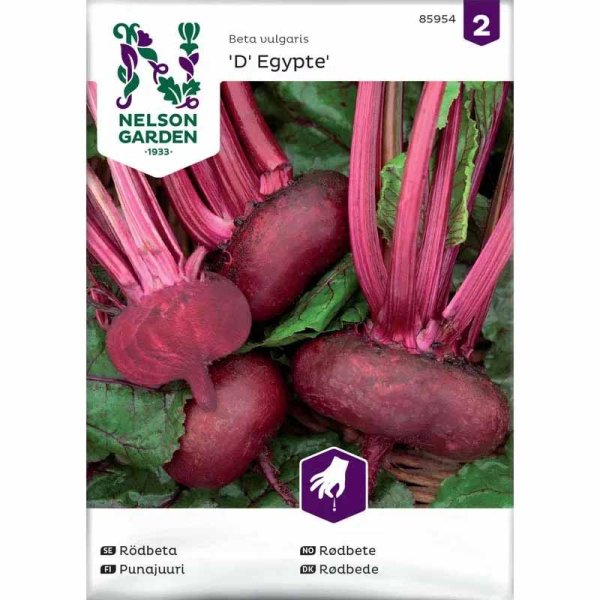 Rote Bete 'D' Egypte'
