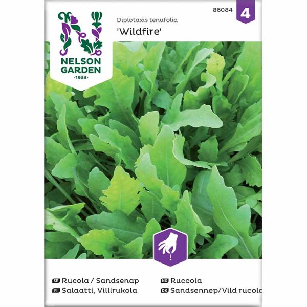 Rucola / Sand-Senf 'Wildfire'