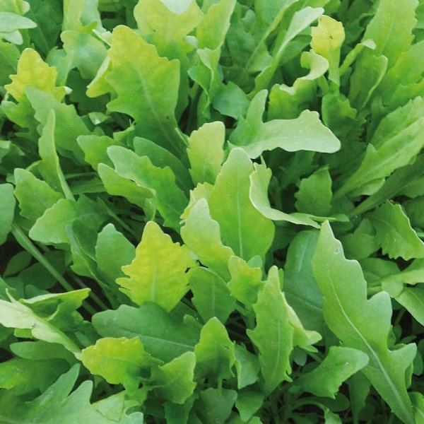 Rucola / Sand-Senf 'Wildfire'