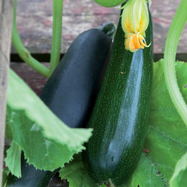 Zucchini / Sommersquash 'Black Beauty'