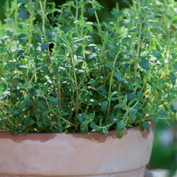 Winterthymian 'German Winter'