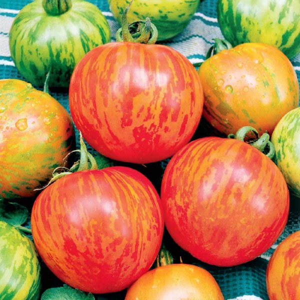 Freilandtomate 'Tigerella'