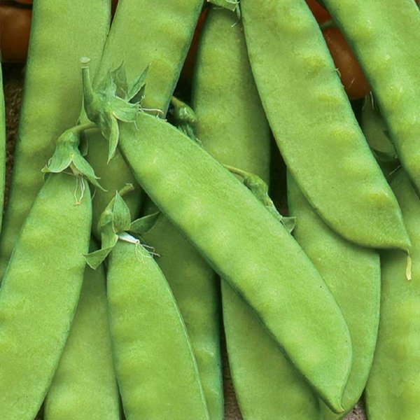 Zuckererbse 'Oregon Sugar Pod'