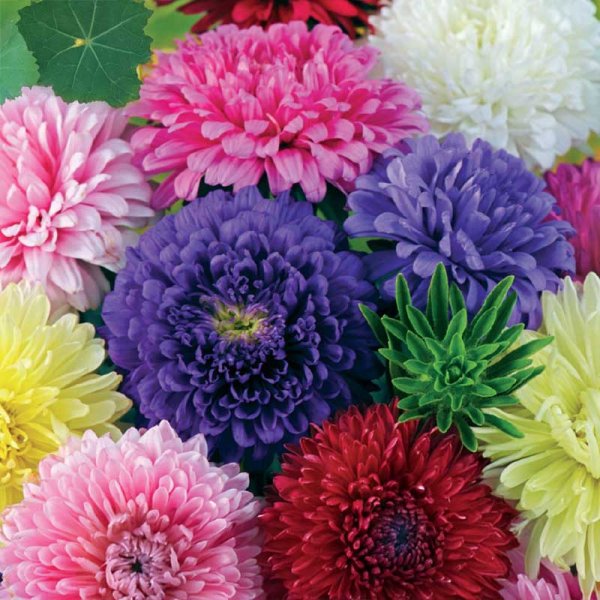 Aster 'Semi-Tall mix'