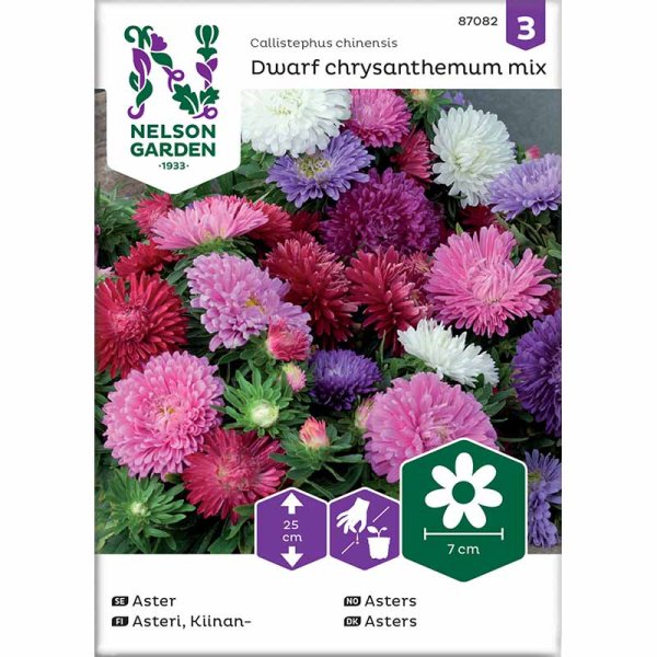 Zwergaster 'chrysanthemum mix'