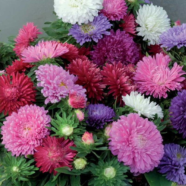 Zwergaster 'chrysanthemum mix'