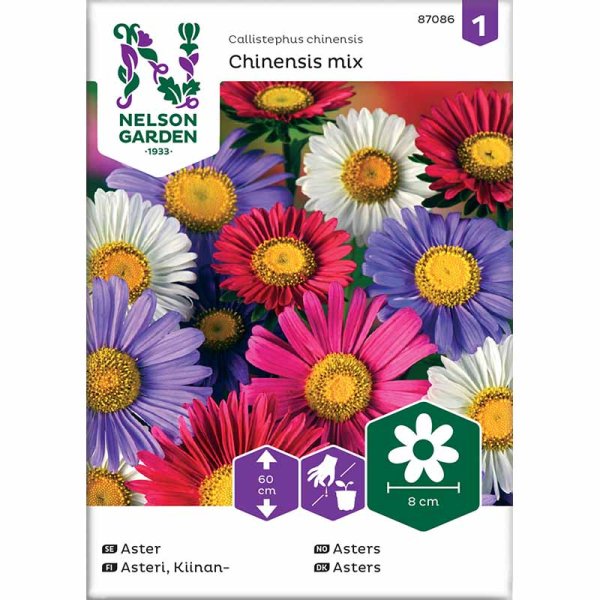 Aster 'Chinensis mix'