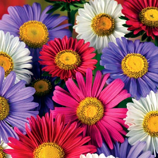Aster 'Chinensis mix'