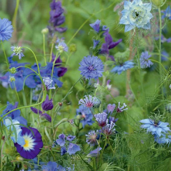 Sommerblumen 'Blue Shades'