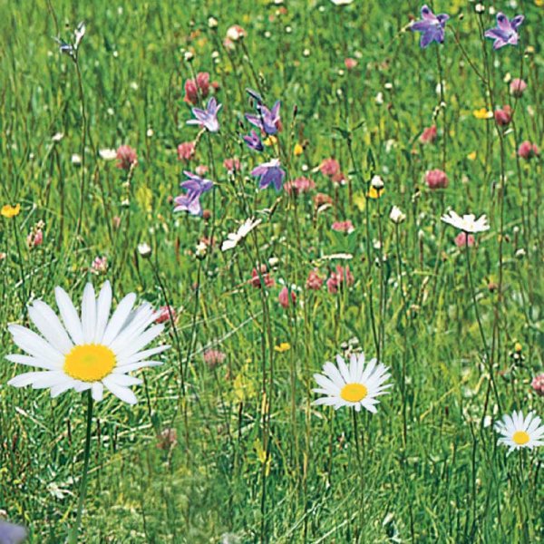 Wiesenblumen 'Nelson Mixture'