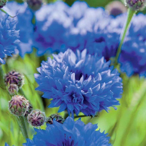 Tall Cornflower Organic