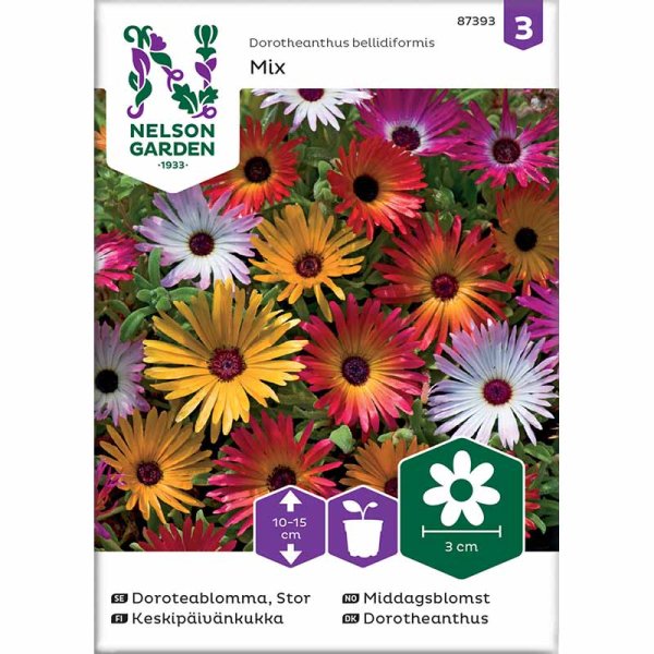 Mittagsblume Mischung