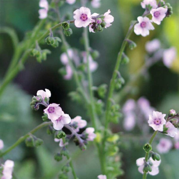 Chinesisches Vergissmeinnicht 'Mystery Rose'