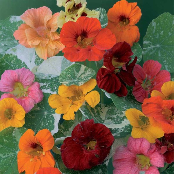 Rankende Kapuzinerkresse 'Out of Africa'