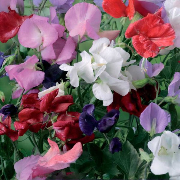 Duftwicke 'Royal Mix'