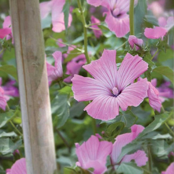 Sommermalve 'Loveliness' Organic