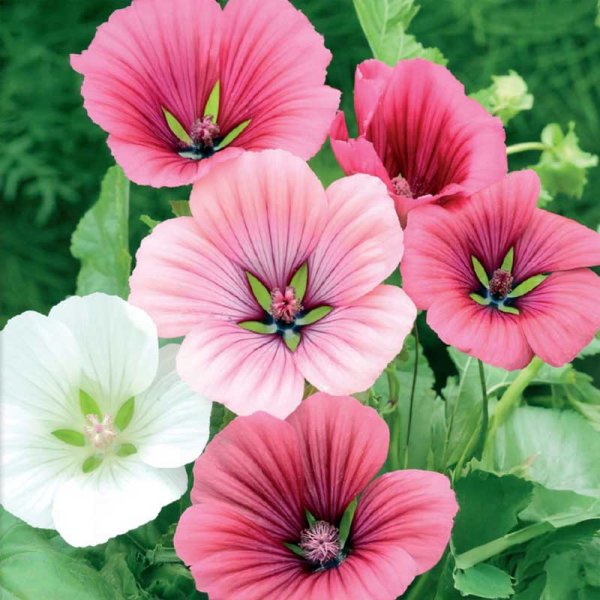 Prachtmalve blandade färger