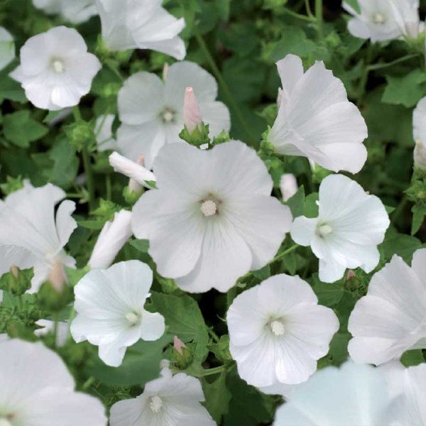 Sommermalve 'Mont Blanc'