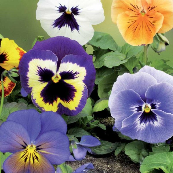 Stiefmütterchen 'Florist Strain' mix