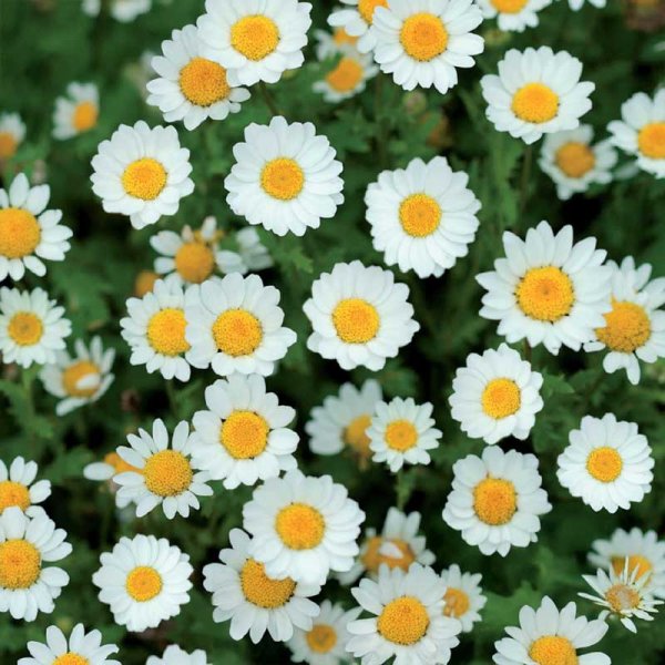 Zwergmargerite weiß