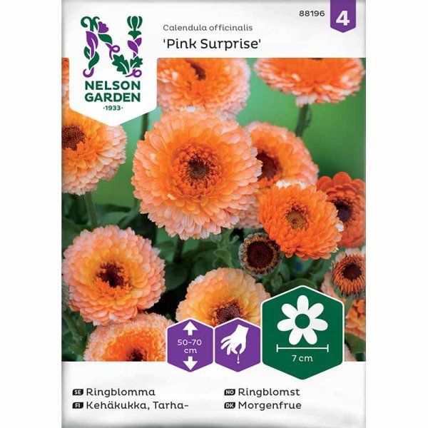 Ringelblume 'Pink Surprise'