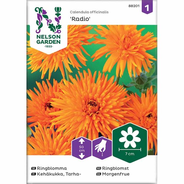 Ringelblume 'Radio'