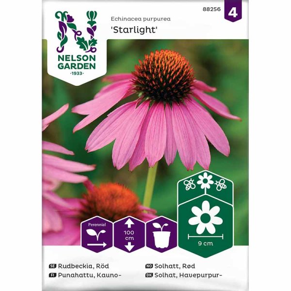 Rudbeckie 'Starlight'