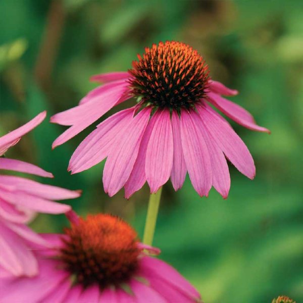 Rudbeckie 'Starlight'