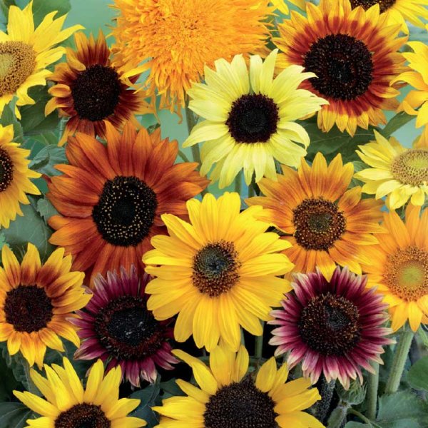 Sonnenblume 'Wilde mixture'