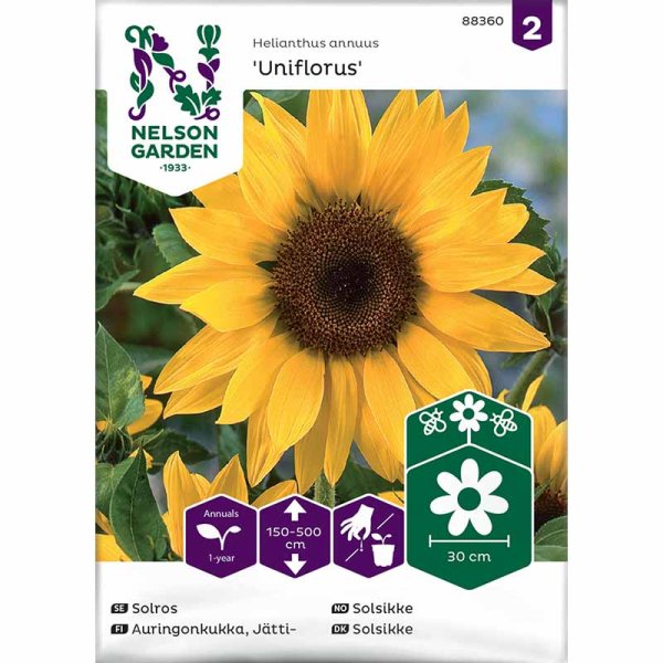 Riesensonnenblume 'Uniflorus'